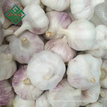 china garlic rates